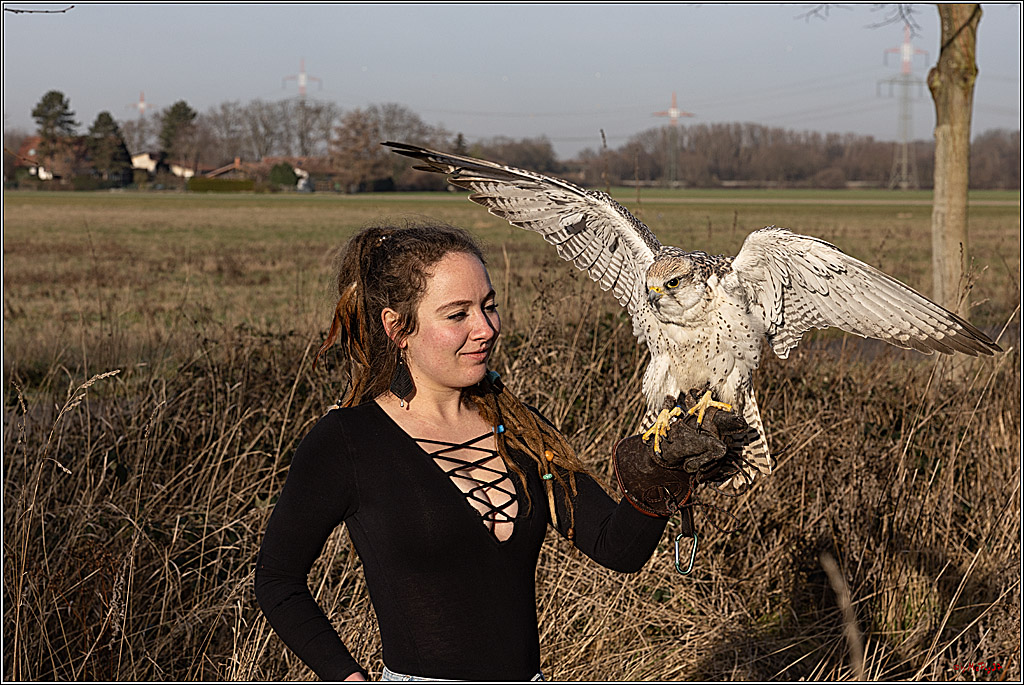Cheyenne-Halbblut Hunting Wolf in der Falknerei Pierre Schmidt; Gymnich, 09.02.2023
